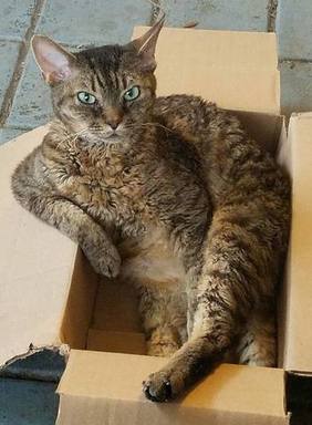 7376 Brown Tabby in a Box Devon Rex cat.jpg