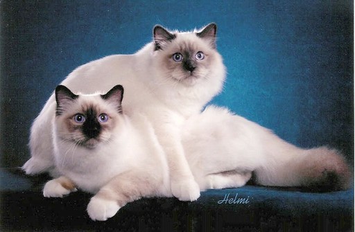 Harry & Aggie are Birman cats photo by Helmi Flick