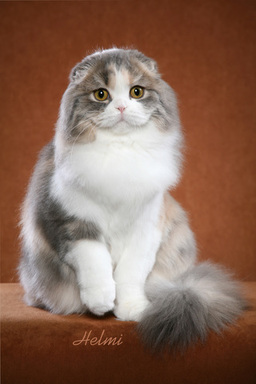 2480 Scottish Fold cat photo by Helmi Flick Photog