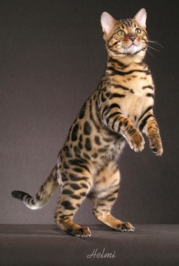 1468 Bengal cat photo by Helmi Flick Photography.j